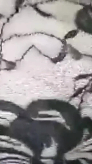 Squeezing My Big Boobs BBC Missionary Pounding