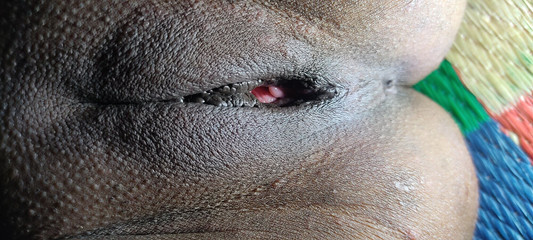 Audio Hindi Romance and Sex with Rustic Country Stepaunty