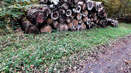 Naked Vagina Beaten in the Forest