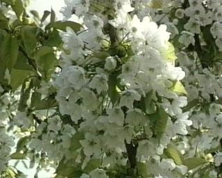 Slut Pounds Cock Deep #2