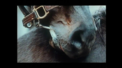 Hairy Pussy Wives Shared with Their Favorite Cocks (full Movie)