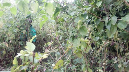 Indian Desi Bhabhi and Young Boy Forest Jungle Sex Videos in Hindi - Collage Girl Sex