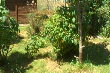 Curvy French Babe Pleasing a Cock Outdoors