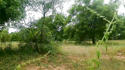 Indian Village Farming Couple Having Sex