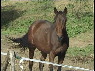 Cavalieri Del Sesso_scene_03