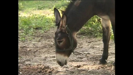 In the Countryside There Is Always That Desire to Fuck Outdoors