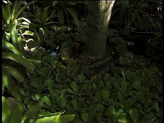 Ebony babe have a nice time in the pool with her lover