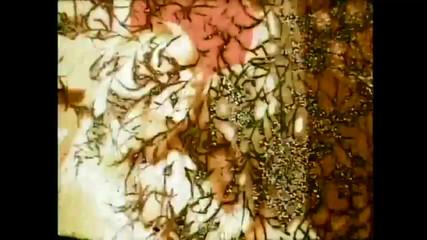 The Babies of Yesteryear with Hairy Pussy Fucked by Big Cocks (full Movie)