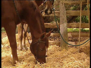 The Contract of Shame